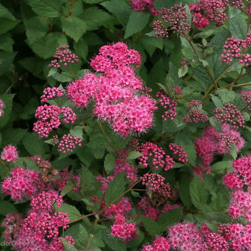 Pink flowers blooming among green leaves in a dense garden shrub.
