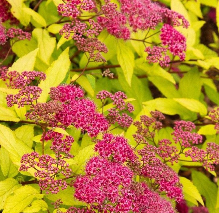 Pink flower clusters among bright yellow-green leaves
