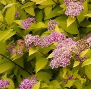 Pink flowers and yellow-green leaves in a dense garden shrub