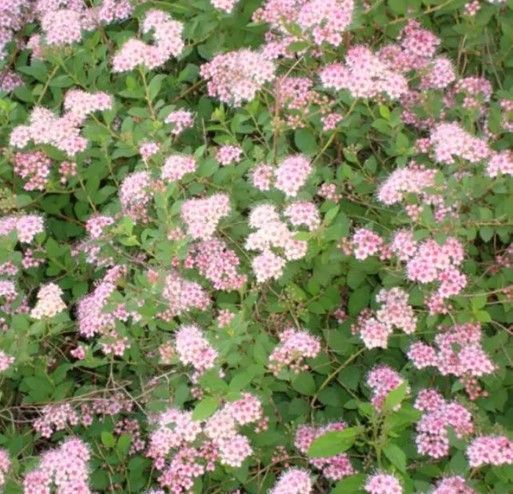 Cluster of pink flowers and green foliage filling the frame
