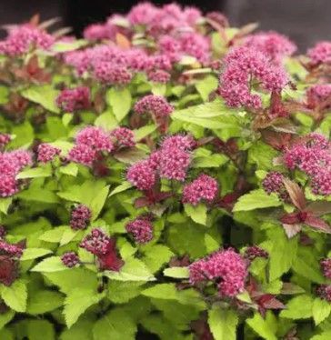 Cluster of pink flowers with bright green leaves in a garden bed