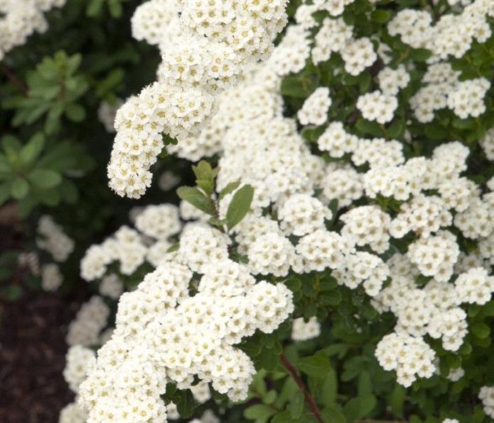 Clusters of small white flowers on a green shrub