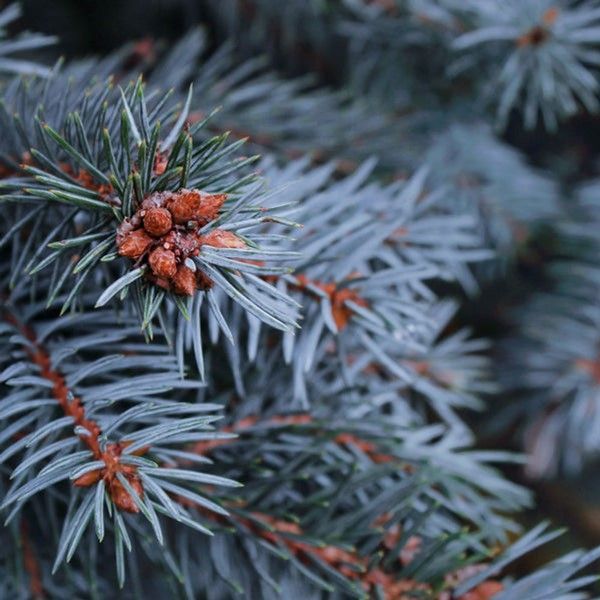 Blue-green pine needles with small orange berries on a close-up evergreen branch