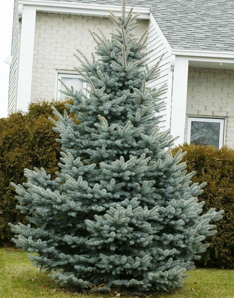 Blue spruce tree in a suburban front yard beside a house