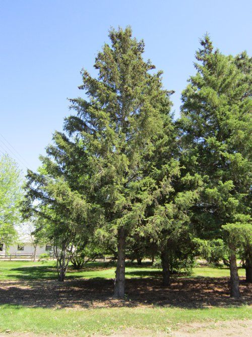 Tall evergreen trees in a sunny park with green grass and a clear blue sky