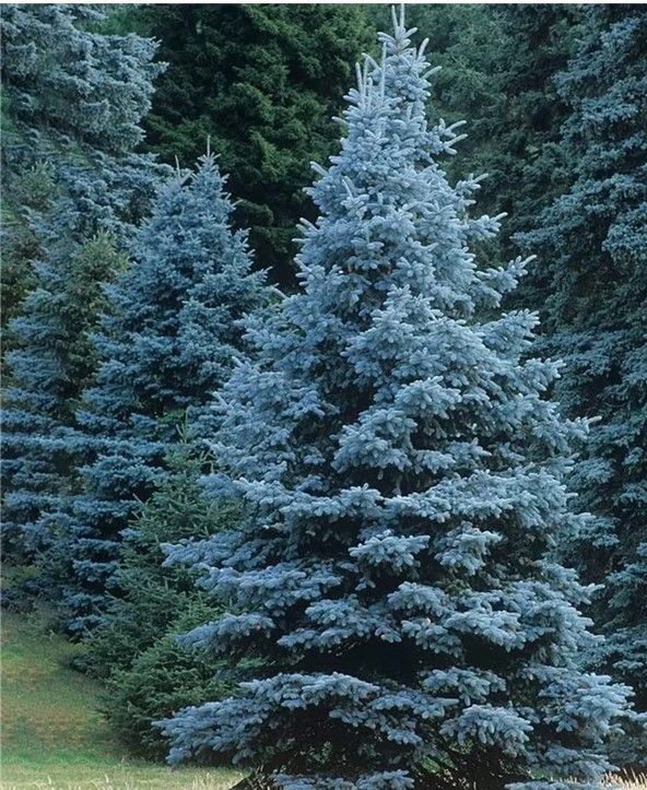 Blue spruce trees in a forested area, with a prominent tree centered in the foreground.