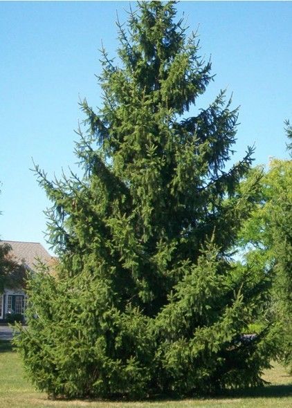 Tall evergreen tree with dense green foliage standing in a grassy outdoor area.