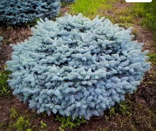 Round blue-gray shrub in a garden bed, surrounded by mulch and patches of grass.