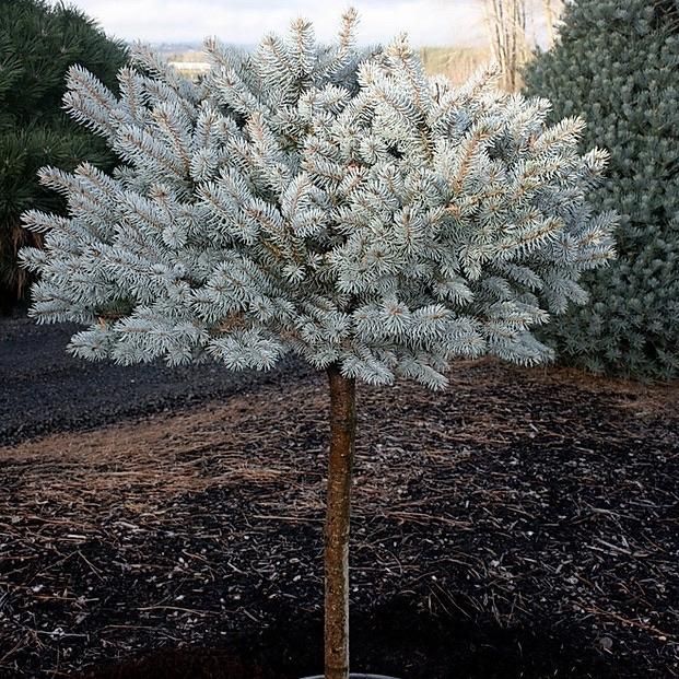 Small ornamental tree with dense silver-gray foliage in a landscaped garden
