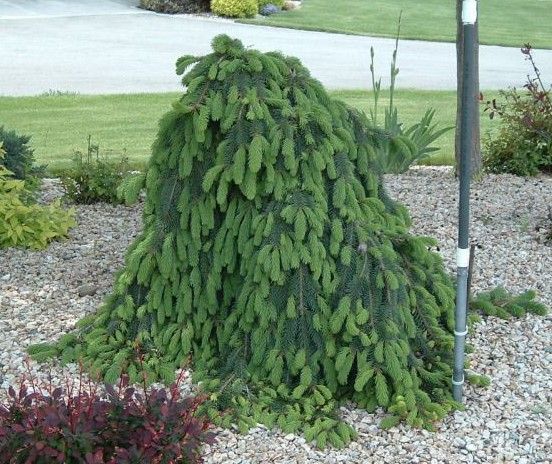 Weeping evergreen shrub in a landscaped garden bed with gravel and a lawn background