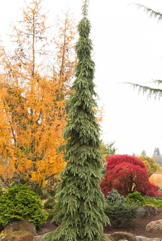 Autumn garden with a tall evergreen, orange and red trees, and shrubs in a landscaped yard