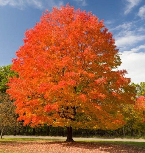 Bright red-orange autumn tree in a park under a blue sky