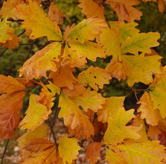 Orange and yellow autumn leaves filling the frame