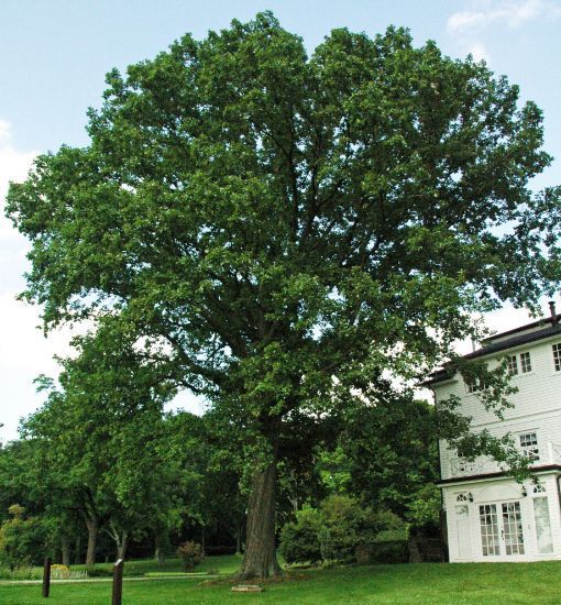 Large leafy tree beside a white house in a green yard under a blue sky