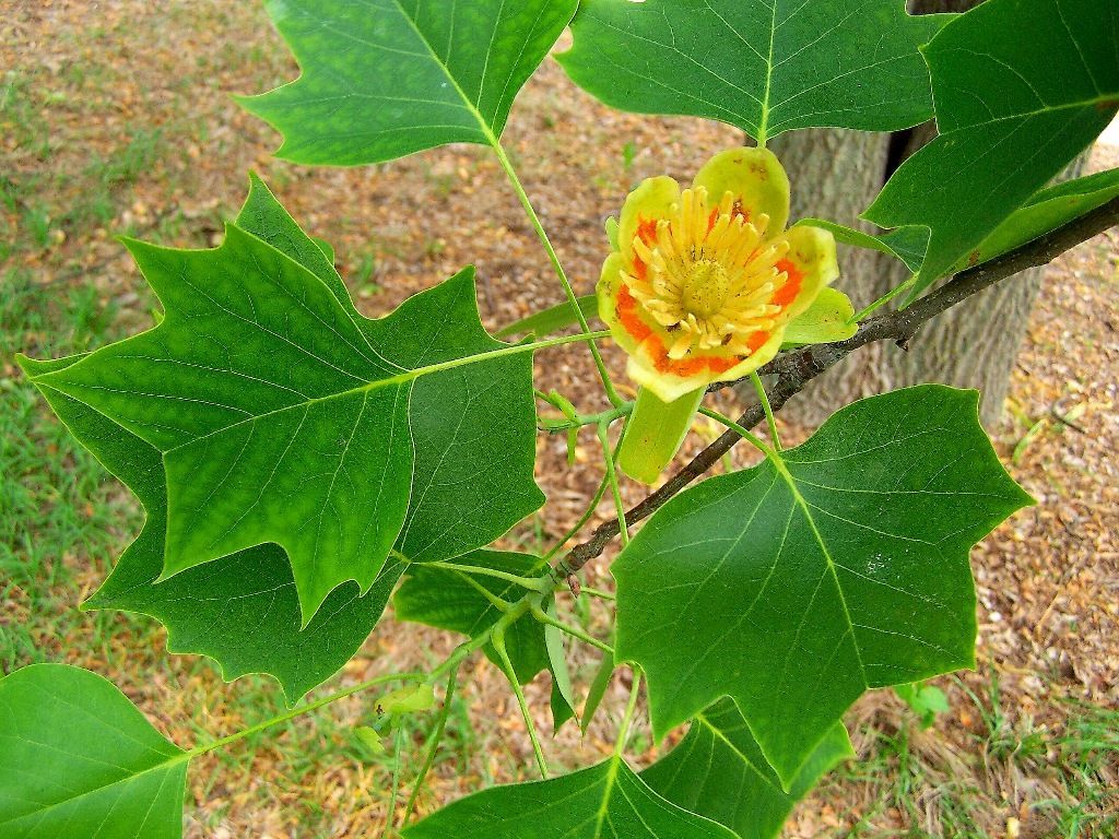 Yellow tulip poplar flower among green leaves on a tree branch