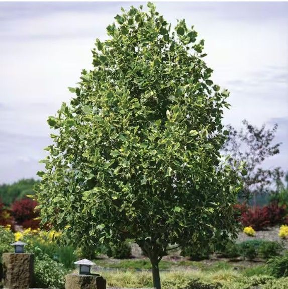 Tall leafy green tree in a landscaped garden under a cloudy sky