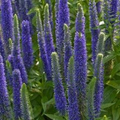 Purple flower spikes with green leaves in a garden