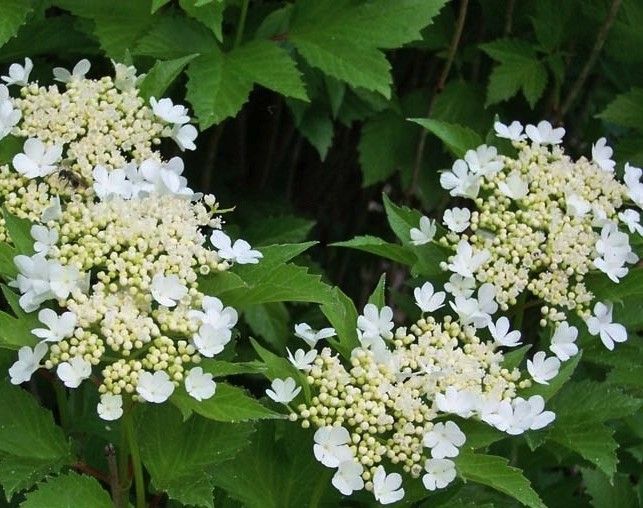 White wildflowers blooming among green leaves