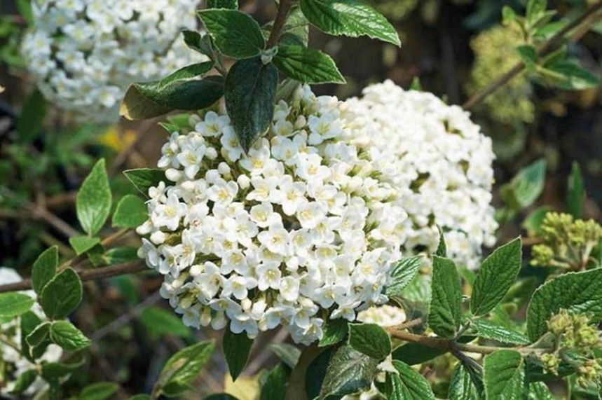 White flower clusters among green leaves on a shrub