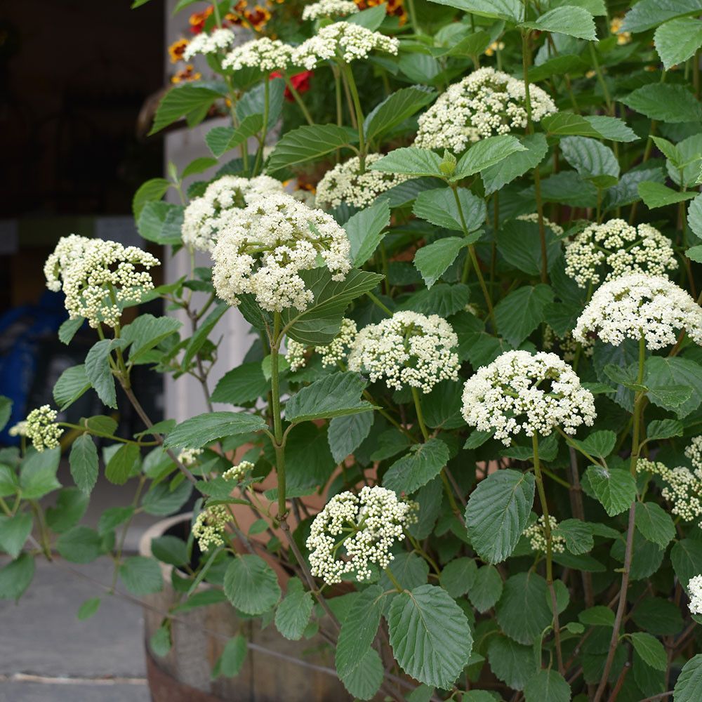 Potted shrub with white flower clusters and green leaves on a patio