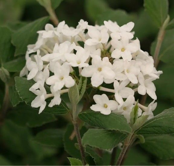 Cluster of small white flowers with green leaves on a leafy plant