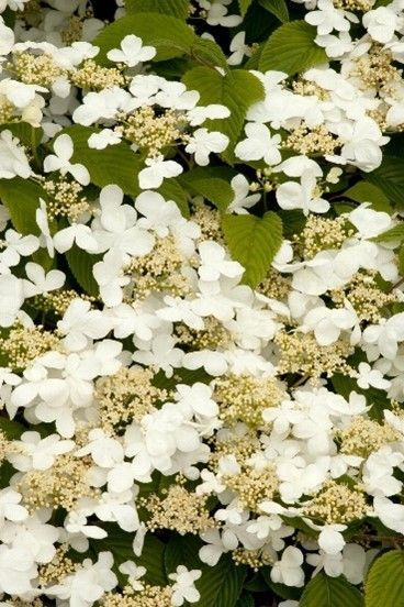 White blossoms clustered among green leaves on a flowering shrub