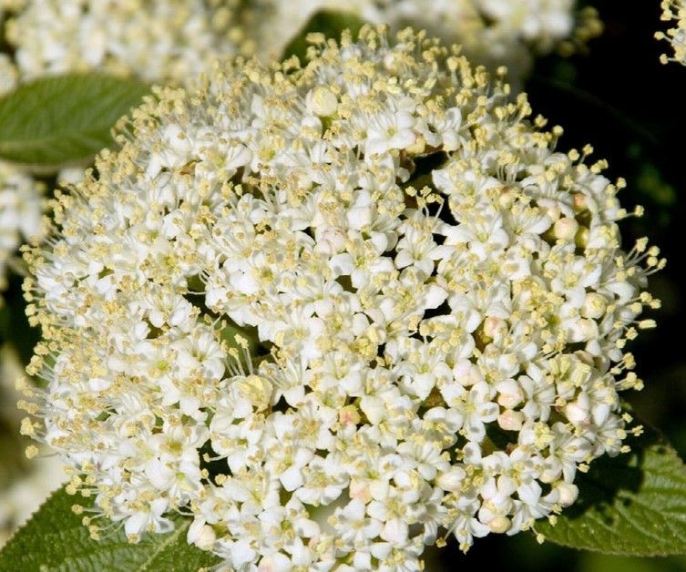 Close-up of a white flower cluster with green leaves in bright sunlight