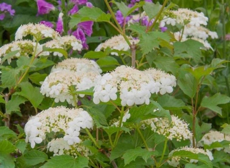 White and pink flowers blooming among green leaves in a garden