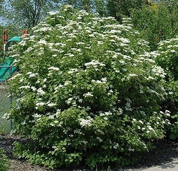 Large flowering shrub with clusters of small white blossoms in a garden