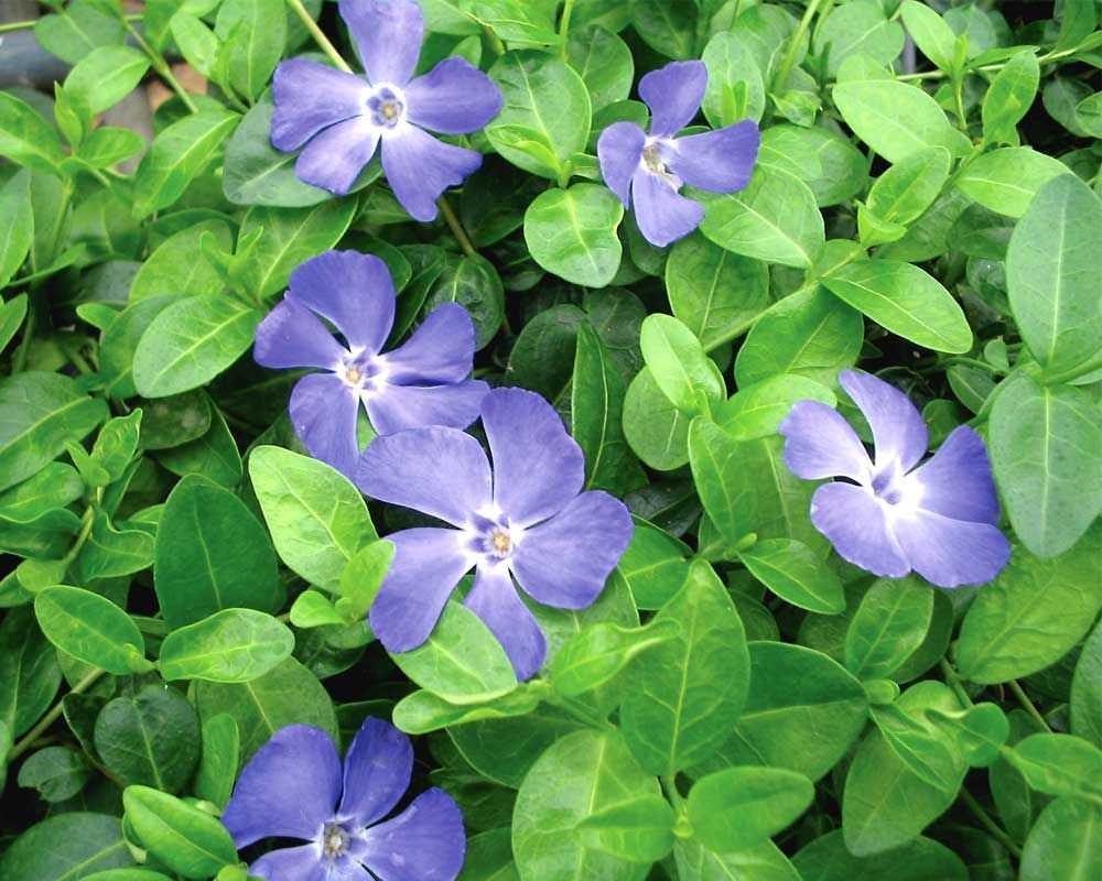 Purple flowering plants with variegated green-yellow leaves growing in a garden bed