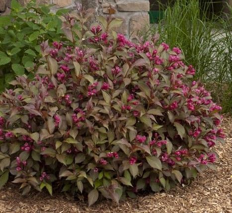 Purple-flowering shrub in a garden bed beside a stone wall and green foliage.