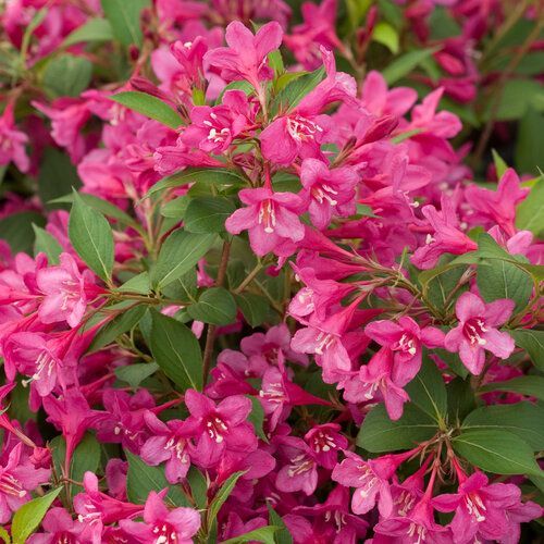 Cluster of bright pink azalea blossoms with green leaves