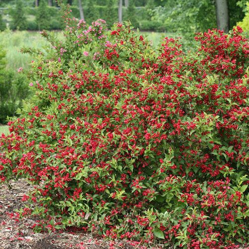 Red flowering shrub with dense green foliage in a garden setting
