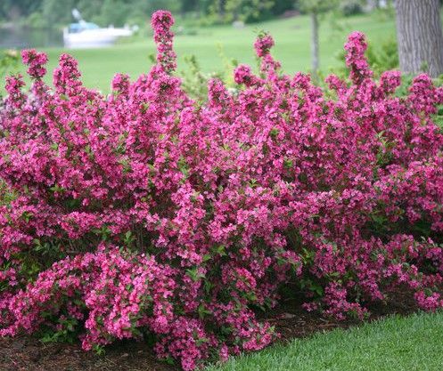 Bright pink flowering shrub in a green park near a tree and lawn