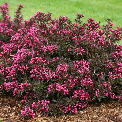 Pink flowering shrub in a garden bed with green grass and mulch background