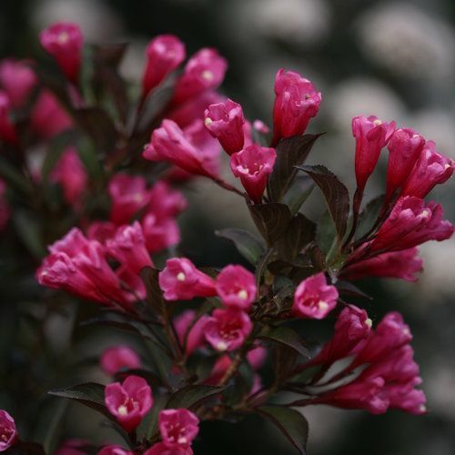 Cluster of bright pink flowers with dark green leaves against a blurred background