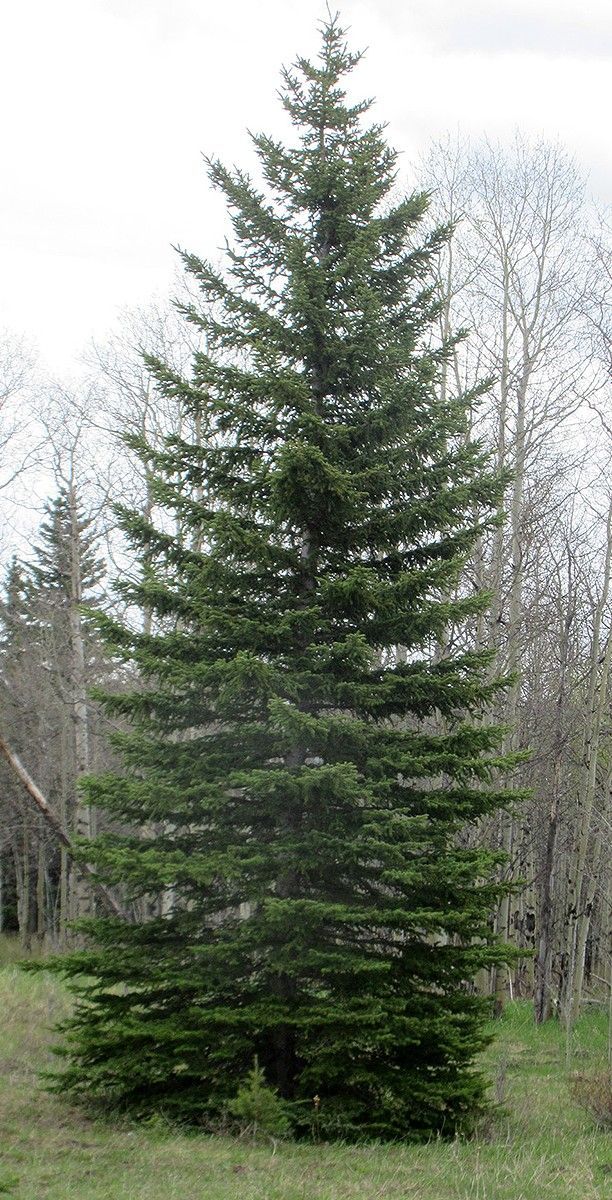Tall evergreen tree in a grassy clearing with leafless trees in the background