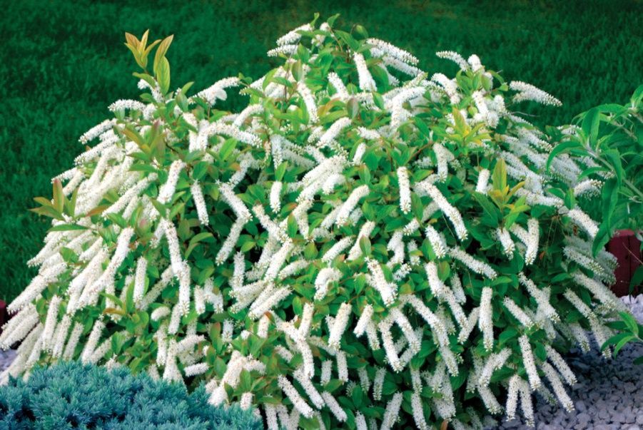 White flowering shrub with dense blooms against a green background