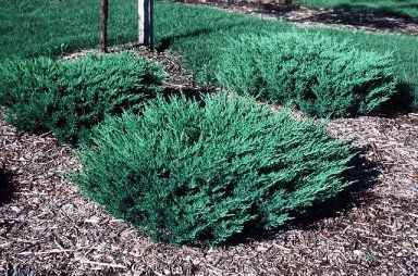 Low, dense green shrubs in a mulched landscape bed beside a walkway