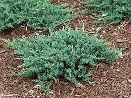Low-growing blue-green shrubs in a mulched landscape bed