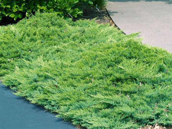Green ground cover beside a paved path, with dense foliage and a dark asphalt edge
