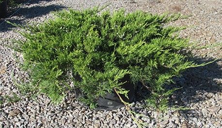 Low green shrub growing among gravel in a sunny outdoor area