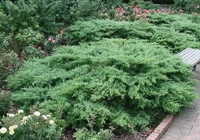 Low, spreading green shrub in a landscaped garden beside a paved path with pink flowers.
