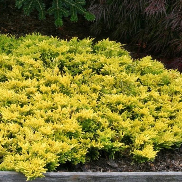 Yellow-green shrubbery in a landscaped garden bed with dark evergreen foliage behind it