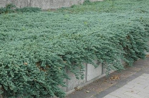 Dense green shrubbery spilling over a low wall beside a paved sidewalk