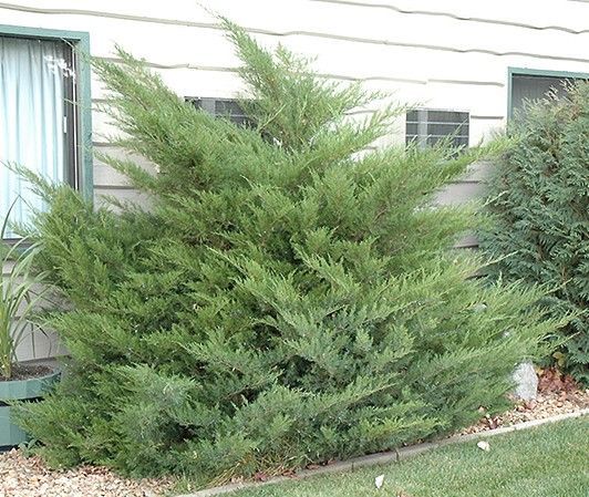 Dense green shrub beside a house window and siding, with a lawn and small rock bed.
