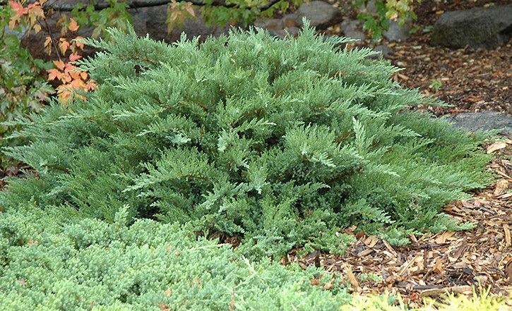 Low, dense green shrub in a garden bed with rocks and fallen leaves