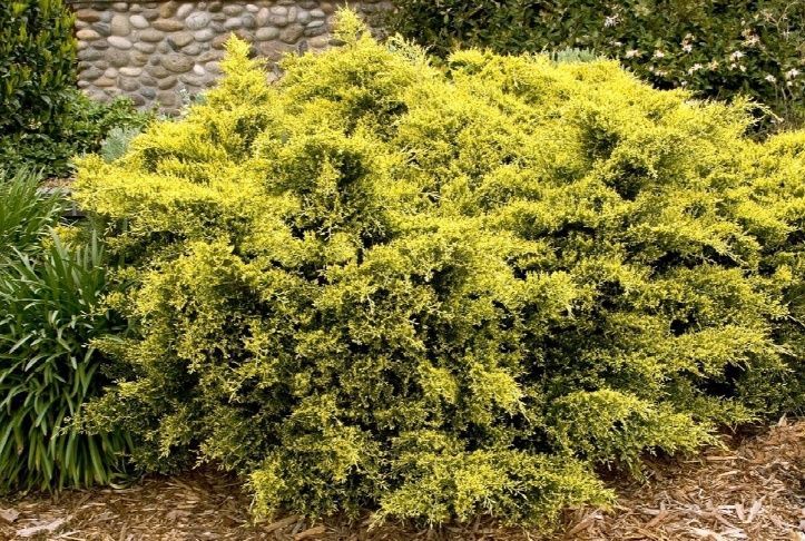 Bright yellow-green ornamental shrub in a landscaped garden, with stone and mulch in the background