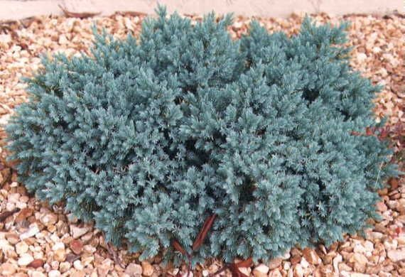 Blue-green low shrub growing in tan gravel mulch
