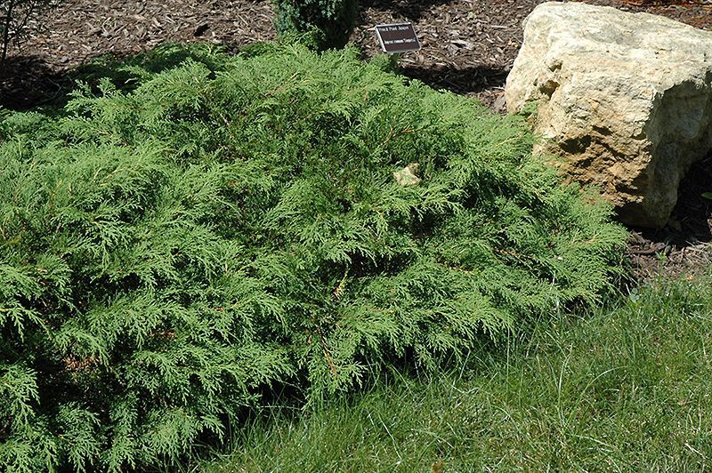 Low green shrub spreading across a garden bed beside a large pale rock